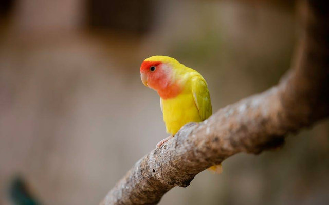 Ilustrasi cara menjinakkan lovebird yang sudah dewasa. Sumber: Anil Sharma/pexels.com