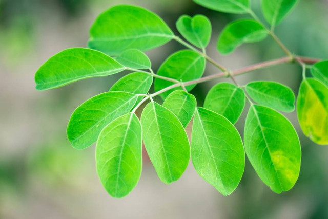 Ilustrasi Daun Kelor (sumber: shutterstock.com)