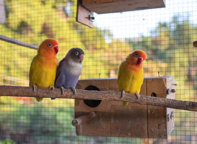Ilustrasi Kenapa Burung Lovebird Berisik. Foto: dok. Unsplash/Noppon Meenuch