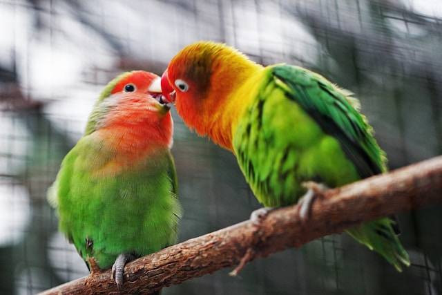 Ilustrasi Cara Mengatasi Lovebird Gesek Tangkringan. Foto: dok. Unsplash/Jonah Pettrich