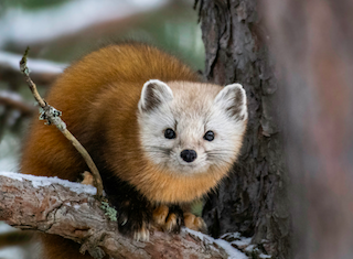 Ilustrasi cara mengusir musang. Sumber: www.unsplash.com