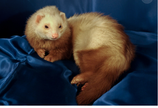 Foto Hanya Ilustrasi: Penyebab Musang Tidak Mau Makan. Sumber: Pixabay.com