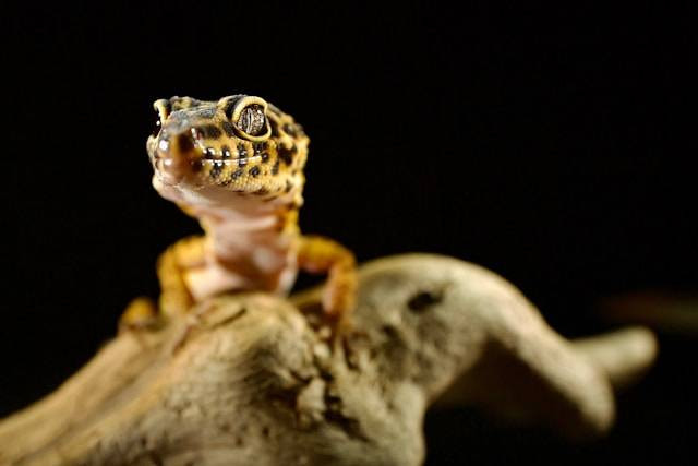 Ciri-ciri Gecko Birahi dan Siap Kawin. Foto Hanya Ilustrasi. Sumber Foto: Unsplash.com