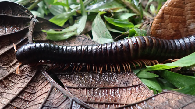 Kelabang raksasa alias kaki seribu raksasa yang hilang selama 126 tahun. Foto: Dmitry Telnov/Red:wild