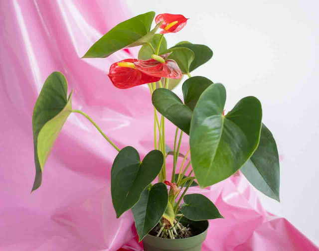 ilustrasi kuping gajah (Pexels)