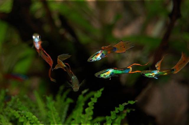 Ilustrasi cara merawat anak ikan guppy yang baru lahir, sumber foto: basuka by pixabay.com