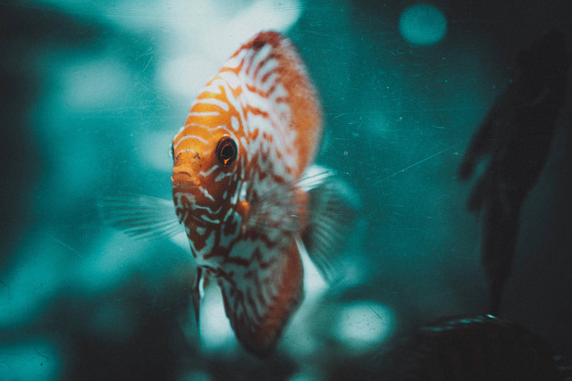 Ilustrasi Jenis Ikan Discus yang Paling Bagus. Sumber: Unsplash