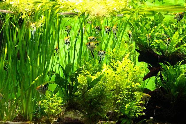 Ilustrasi apakah manfish makan ikan kecil? Foto: Pixabay