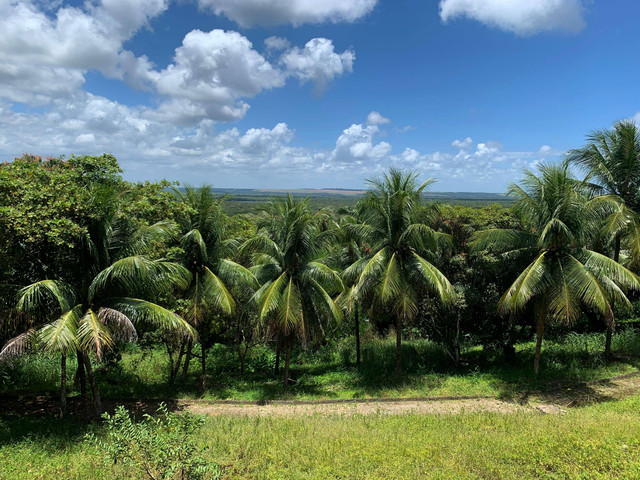 Ilustrasi kebun kelapa. Foto: Shutterstock