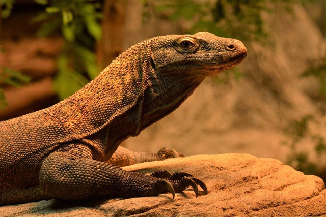 Ilustrasi Perbedaan Komodo dan Biawak. Sumber: Pixabay/ Lois0002