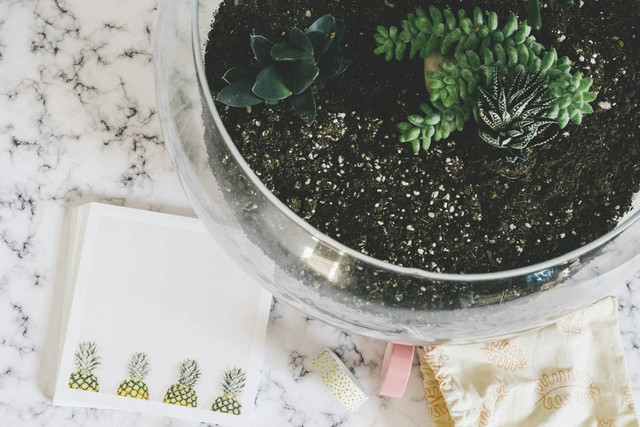 Ilustrasi terrarium tanaman. Sumber foto: Unsplash