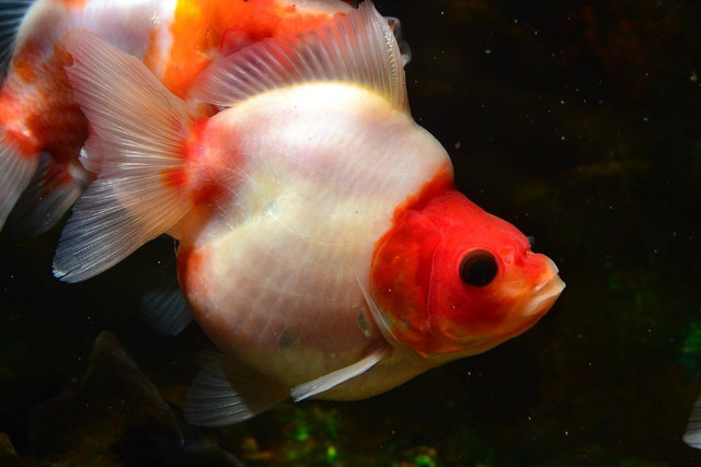 ilustrasi ikan komet (PIxabay)