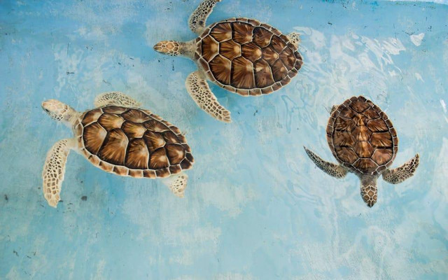 Ilustrasi asal usul evolusi vertebrata. Sumber: Maria Isabella Bernotti/pexels.com