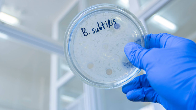 Bakteri baik Bacillus subtilis. Foto: Prrrettty/Shutterstock