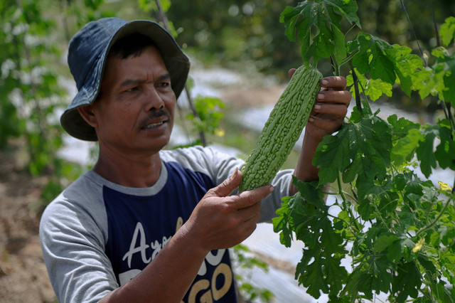 Ketua Kelompok Tani Bumi Hijau Obi Mayor, Bambang Pujiyanto, turut mendapat pendampingan program CSR Harita Nickel di bidang pertanian memperlihatkan pare hasil produksi kebun kelompok taninya. Foto: Jamal Ramadhan/kumparan