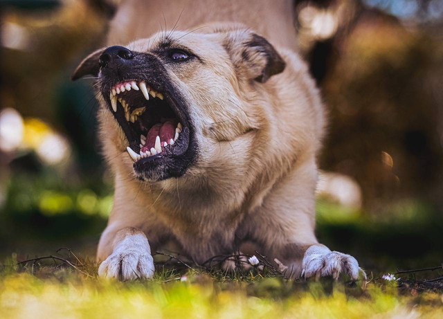 Ilustrasi cara mengatasi anjing tersedak. Sumber: pixabay