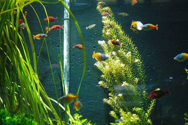 Ilustrasi Manfaat Tanaman Air Aquascape. Foto: dok. Unsplash/J Cruikshank