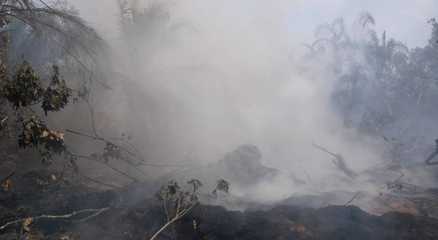 Lahan gambut di Riau terbakar.  Foto: Dok. Istimewa