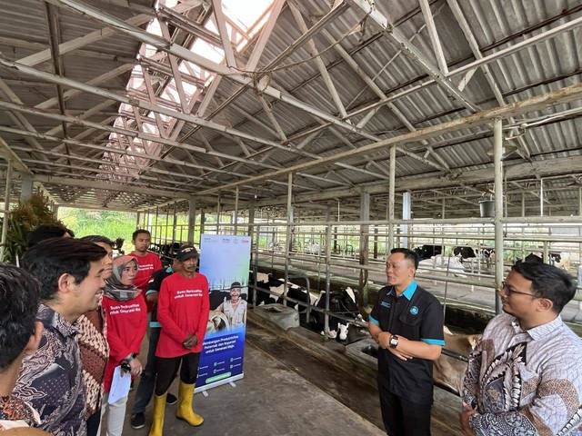 Peternak sapi di Yogyakarta. Foto: M Wulan