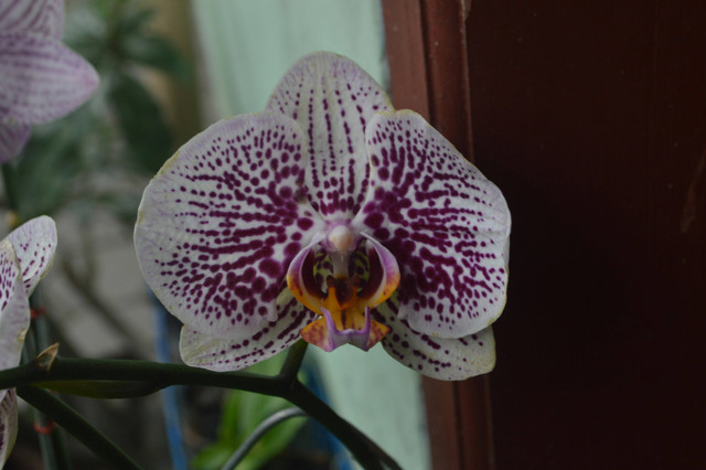 Ilustrasi Cara Pelestarian Anggrek Vanda Tricolor. Sumber: Unsplash