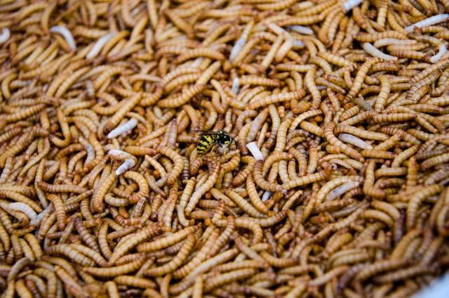 Manfaat Ulat Kandang untuk Jalak Suren. Foto hanya ilustrasi. Sumber foto: Unsplash.com/Jiri Brtnik