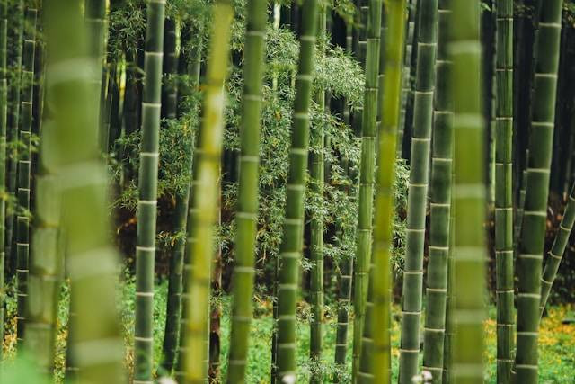 Manfaat Bambu Air di Dalam Ruangan. Foto Hanya Ilustrasi. Sumber Foto: Unsplash.com