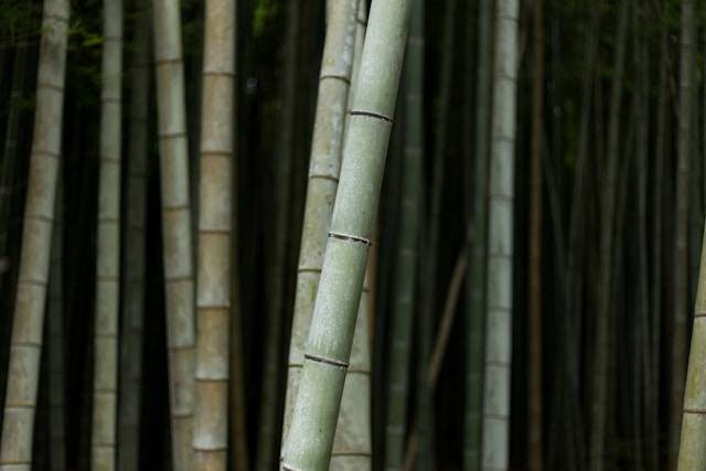 Cara Budidaya Bambu Air Agar Tumbuh Subur. Foto Hanya Ilustrasi. Sumber Foto: Unsplash.com/Erol Ahmed