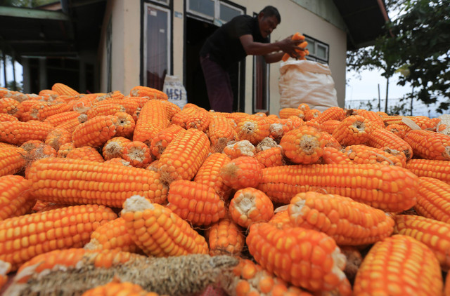 Petani mengumpulkan jagung untuk pakan ternak saat proses penjemuran di Desa Alue Bagok, Kecamatan Arongan Lambalek, Aceh Barat, Aceh, Jumat(26/7/2024). Foto: ANTARA FOTO/Syifa Yulinnas