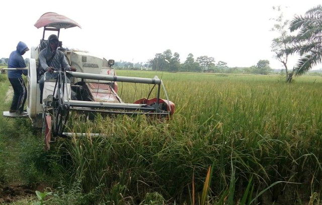 Pemanenan menggunakan alat combine. Foto : Dok. Pribadi.