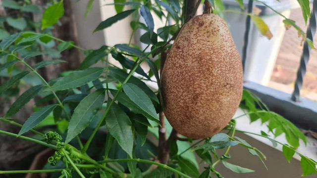 Kemang, Buah Tropis Segar yang Masih Satu Keluarga dengan Mangga