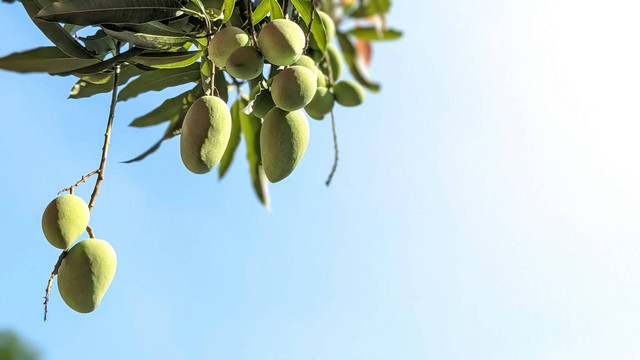 Ilustrasi tanaman mangga. Sumber foto: Unsplash