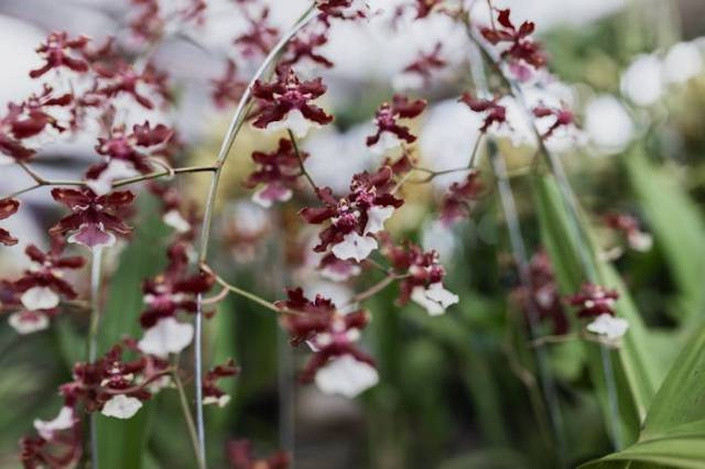 Ilustrasi cara merawat anggrek oncidium, sumber foto: Matheus Bertelli by pexels.com