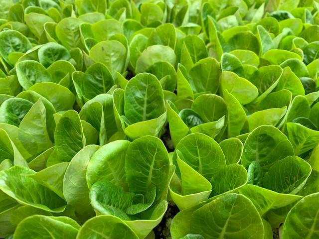 Apakah Tanaman Kangkung Harus Terkena Sinar Matahari Langsung? Foto Hanya Ilustrasi. Sumber Foto: Unsplash.com/John Cameron