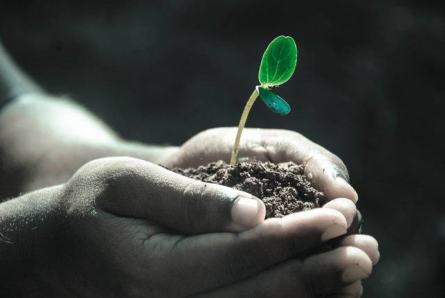 Foto Hanya Ilustrasi: Ciri-ciri Tanaman Kekurangan Nitrogen. Sumber: Pixabay.com