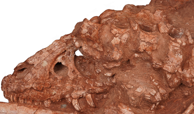 Fosil bagian kepala spesies baru Tyrannosaurus bernama Asiatyrannus xui. Foto: Scientific Reports