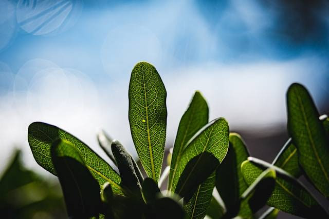 Fungsi Membran Sel Pada Sel Tumbuhan. Foto hanya ilustrasi. Sumber foto: Unsplash/Gullaime