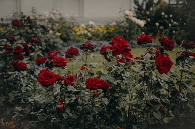 Ilustrasi tips merawat bunga mawar, sumber foto: Irina Iriser by pexels.com