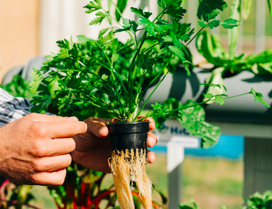 Ilustrasi pemanfaatan lahan sempit belakang rumah. Sumber: www.unsplash.com