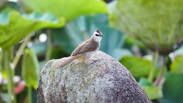 Ilustrasi burung trucukan. Sumber foto: Pixabay