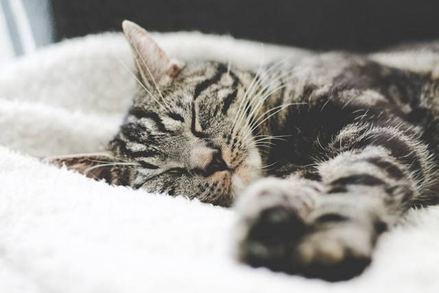 Apakah Pasir Zeolit Bagus untuk Kucing? Foto Hanya Ilustrasi. Sumber Foto: Unsplash.com/Erik-Jan Leusink