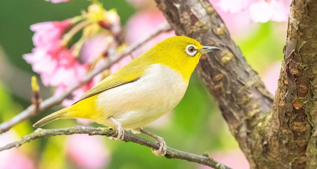 ilustrasi burung Pleci (Pexels)