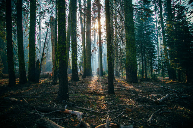 Ilustrasi Apa Penyebab Bunga Cendana Terancam Punah? Sumber: Unsplash