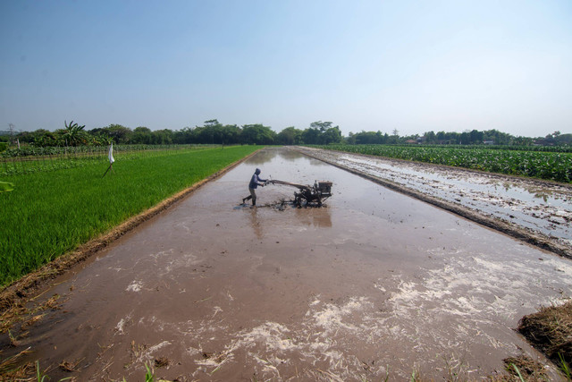 Pekerja membajak sawah yang akan ditanami padi dengan menggunakan traktor di Sawit, Boyolali, Jawa Tengah, Selasa (6/8/2024). Foto: Aloysius Jarot Nugroho/ANTARA FOTO  