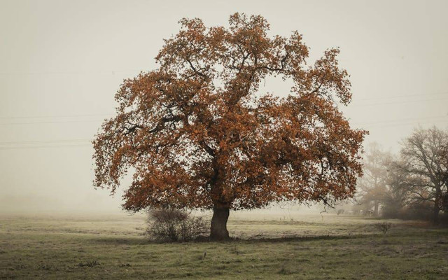 Ilustrasi pohon ek atau oak. Sumber: Sebastian Beck/pexels.com