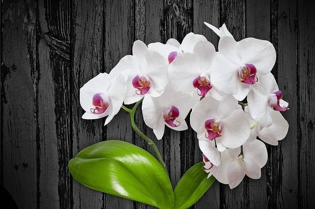 Ilustrasi penyebab daun anggrek bulan lemas. Sumber: pixabay