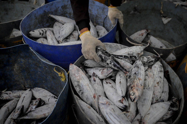 Pekerja menyortir ikan hasil tangkapan di tempat bongkar muat Pelabuhan Perikanan Samudera Nizam Zahman, Jakarta Utara, Kamis (8/8/2024). Foto: Jamal Ramadhan/kumparan