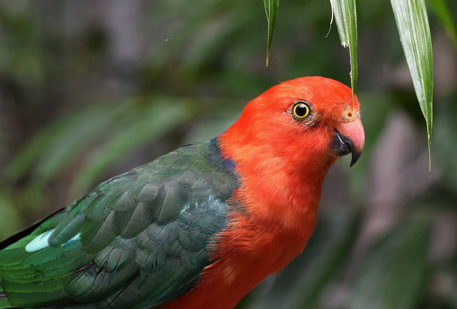 Ilustrasi burung nuri. Sumber foto: Unsplash