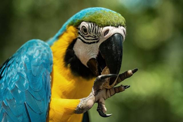 Penyebab Burung Nuri Tidak Mau Mak. Foto Hanya Ilustrasi. Sumber Foto: Unsplash.com/David Clode