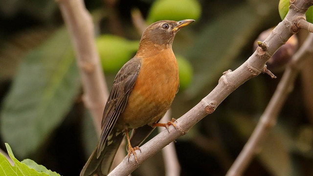Ilustrasi anis kembang macet bunyi. Sumber foto: Pixabay