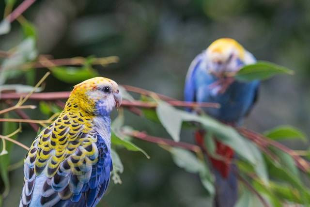 Manfaat Air Gula untuk Burung Nuri. Foto Hanya Ilustrasi. Sumber Foto: Unsplash.com/David Clode